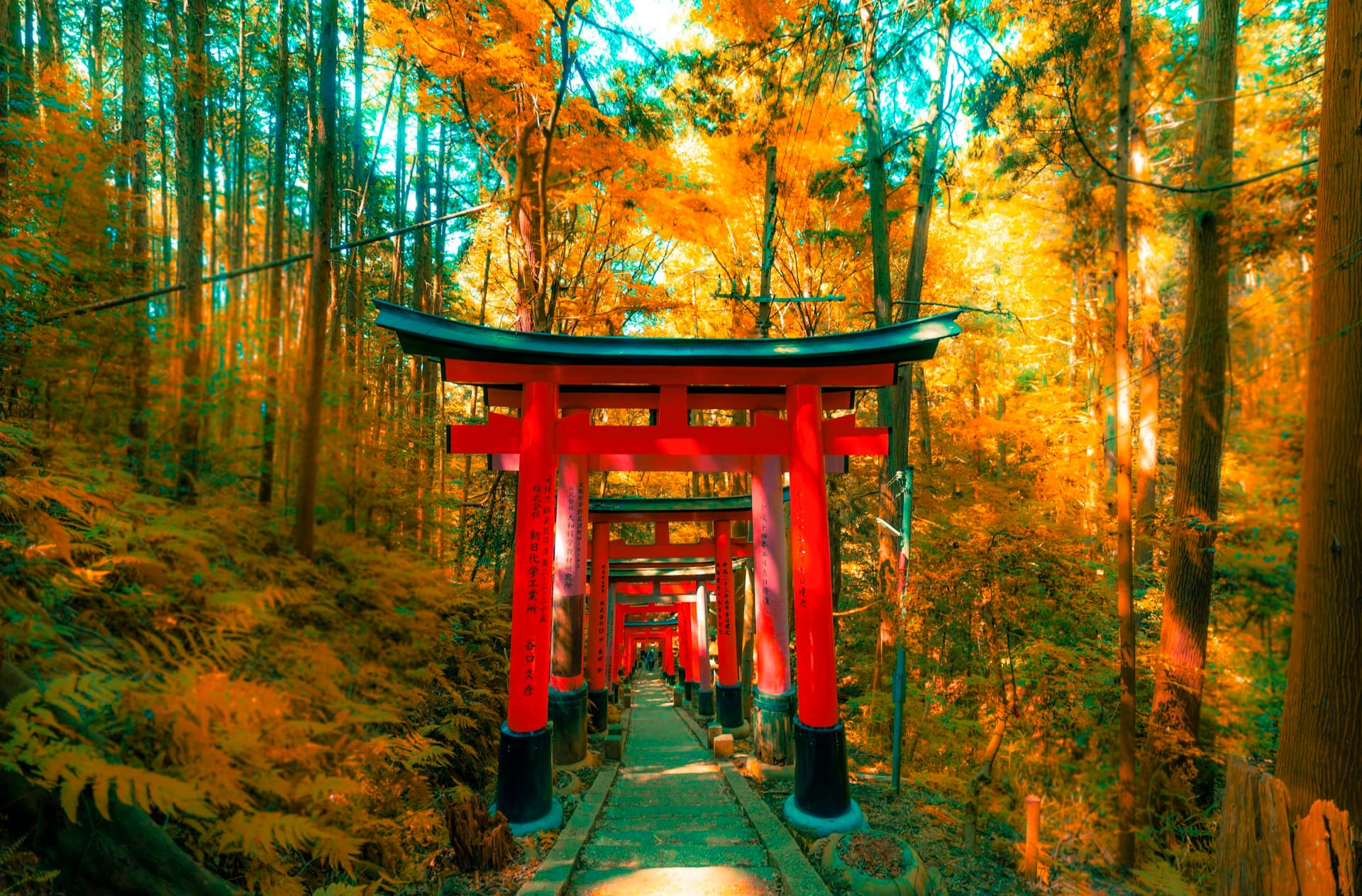Vermilion torii gates of Fushimi Inari surrounded by autumn foliage (illustrative image)