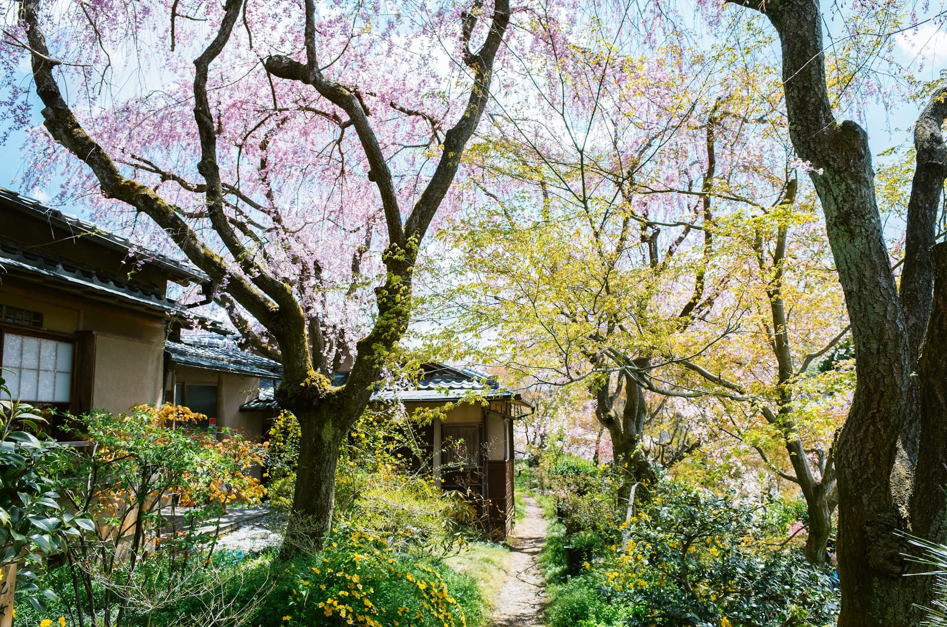 Weeping cherry blossoms framing a traditional Kyoto machiya garden (illustrative image)