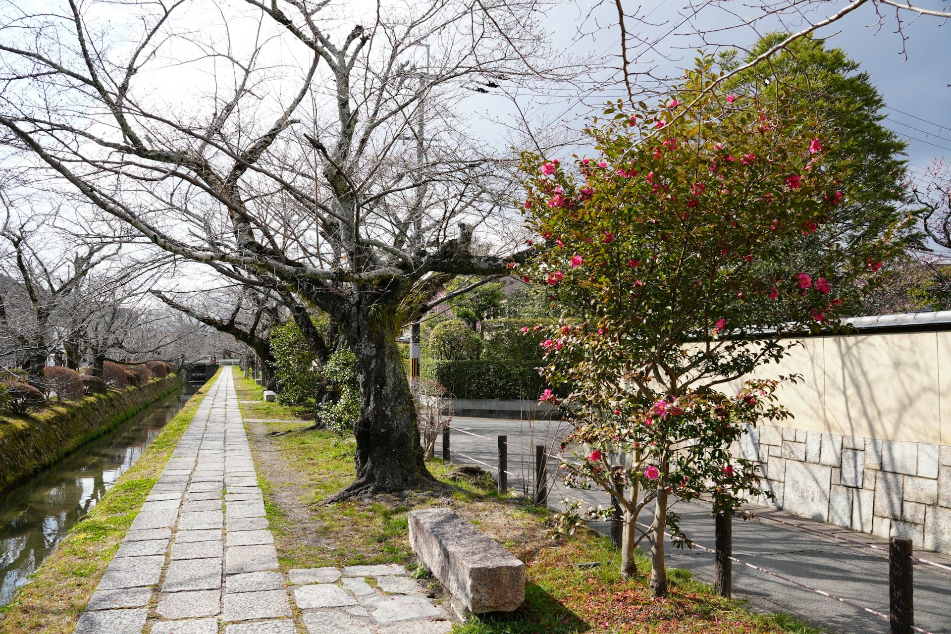Stone-paved walking path in Kyoto framed by cherry trees and camellia (illustrative image)