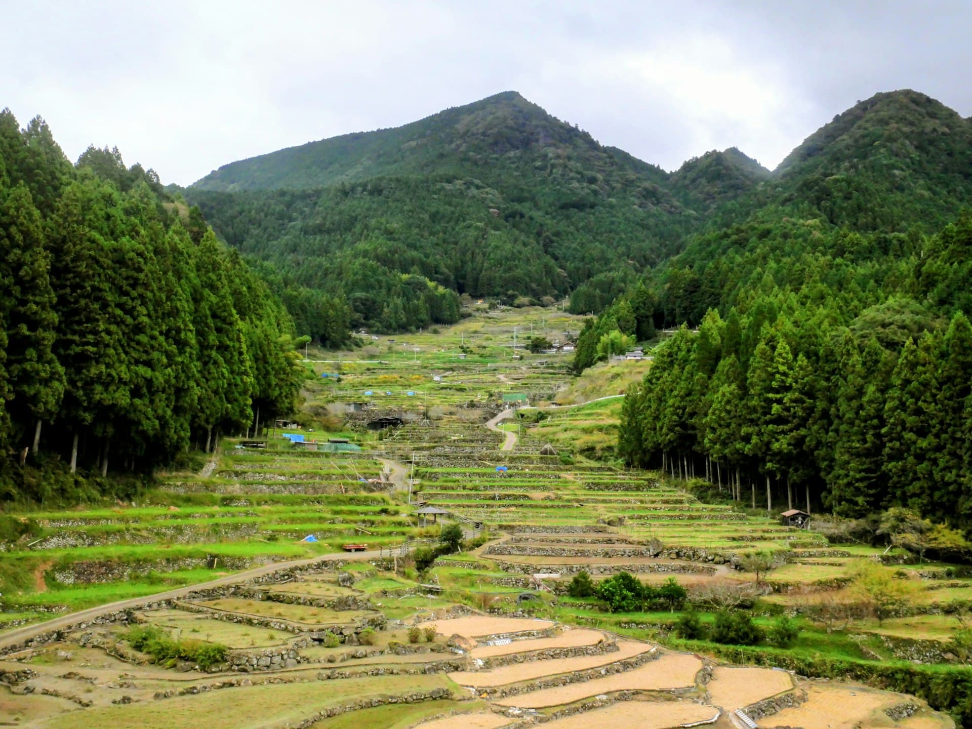 Terraced rice paddies in a Japanese mountain village, framed by cedar forest (illustrative image)